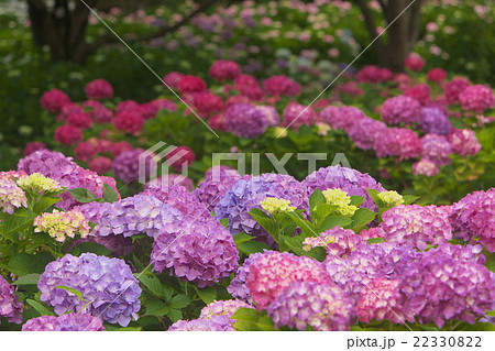 カラフルなアジサイ畑 カラフルなアジサイ畑 22330822