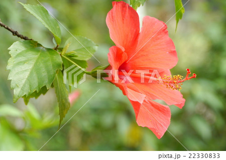 ハイビスカス 22330833