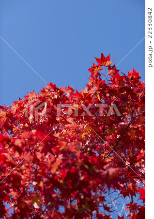 紅葉(北海道 定山渓 空バック) 紅葉(北海道 定山渓 空バック) 22330842