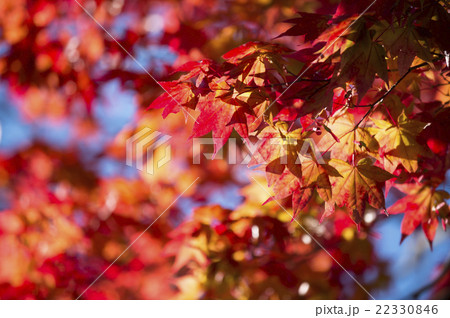 紅葉（北海道 定山渓） 22330846