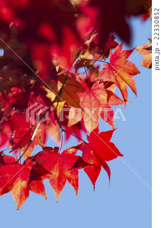 紅葉(北海道 定山渓 空バック) 紅葉(北海道 定山渓 空バック) 22330852