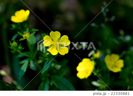 オヘビイチゴ 22330881