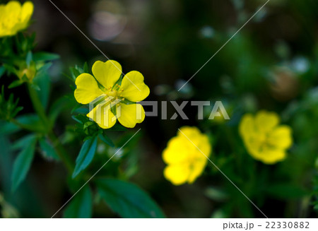 オヘビイチゴ 22330882