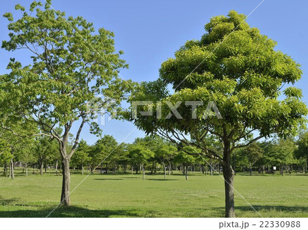 公園の新緑 22330988