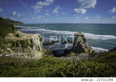 Muriwai Gannet Colony West Auckland New Zealand Muriwai Gannet Colony West Auckland New Zealand 22331289