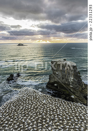 Sunset at Muriwai Gannet Colony Auckland NZ 22331293