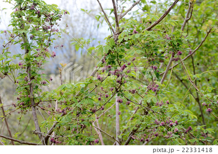 アケビの花 アケビの花 22331418