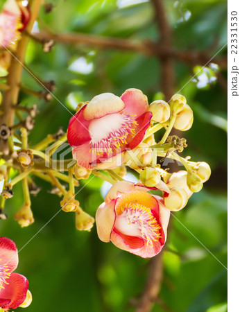 Shorea Robus flowers Shorea Robus flowers 22331530