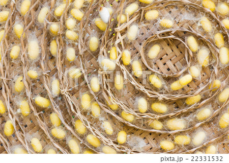 Silkworm cocoons 22331532