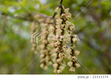 キブシ キブシ 22331574