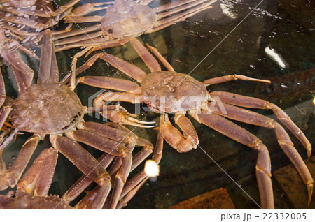 札幌市卸売市場 場外市場(カニのいけす) 札幌市卸売市場 場外市場(カニのいけす) 22332005