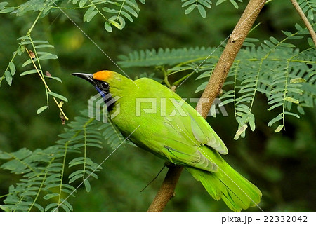 南国の 黄緑色のキレイな鳥の写真素材
