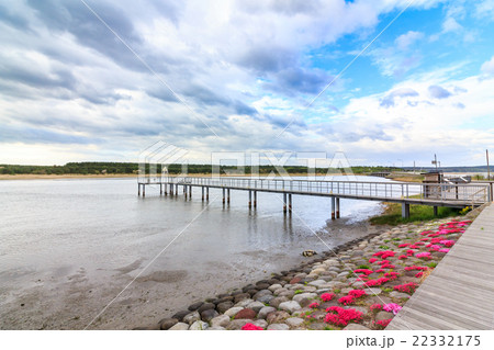 青森県　六ヶ所村野鳥観察公園　白鳥飛来地 22332175