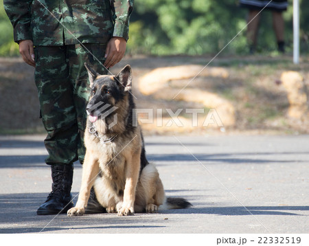 Training dogs of war 22332519