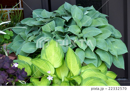 爽やかなホスタ ギボウシ の鉢植えの写真素材