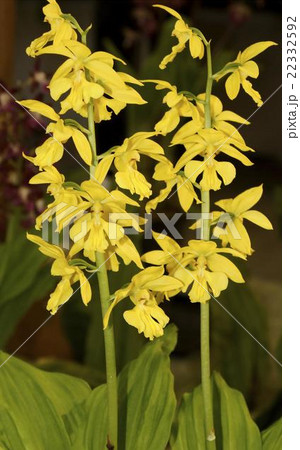 エビネ　黄色花 22332592