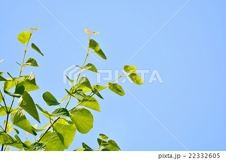 新緑(カツラの葉) 新緑(カツラの葉) 22332605