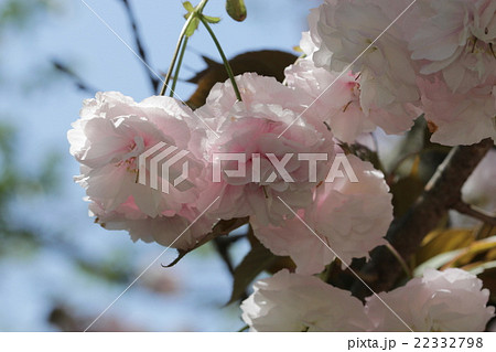 普賢像（桜） 22332798