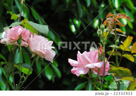 花 薔薇 薄い赤色 浜寺公園 堺市の写真素材