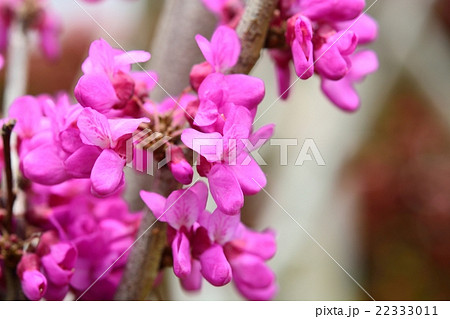 満開のハナズオウ 満開のハナズオウ 22333011