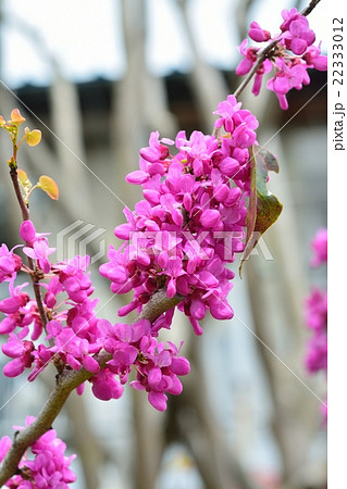 満開のハナズオウ 満開のハナズオウ 22333012