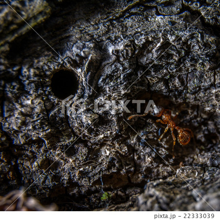 Little brown ant Little brown ant 22333039