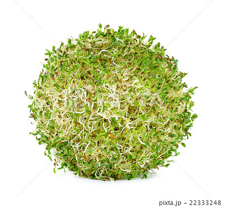 alfalfa sprouts on white background 22333248