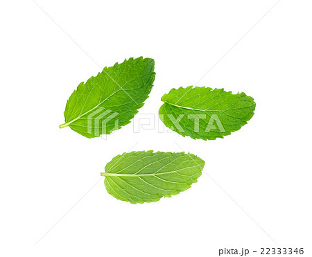 Fresh mint isolated on the white background 22333346