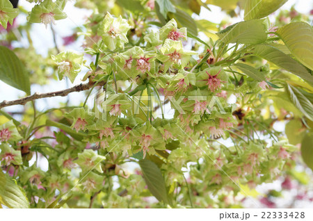 大阪・造幣局の桜“御衣黄” 大阪・造幣局の桜“御衣黄” 22333428