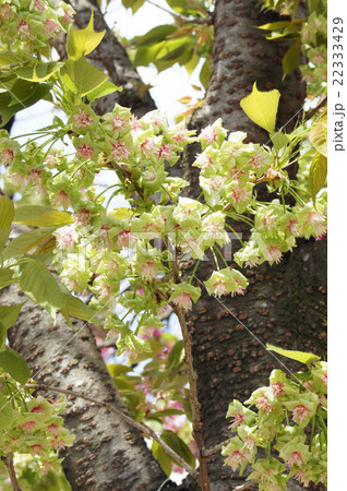 大阪・造幣局の桜“御衣黄” 大阪・造幣局の桜“御衣黄” 22333429