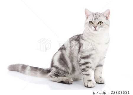 kitten sitting on white background kitten sitting on white background 22333651