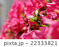 野原に、咲く、皆様方の花々In the field, bloom, everyone how flo 22333821