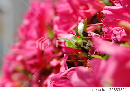 野原に、咲く、皆様方の花々In the field, bloom, everyone how flo 22333821