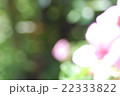 野原に、咲く、皆様方の花々In the field, bloom, everyone how flo 22333822