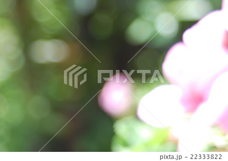 野原に、咲く、皆様方の花々In the field, bloom, everyone how flo 野原に、咲く、皆様方の花々In the field, bloom, everyone how flo 22333822