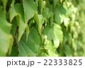 壁の葉　Leaf of the wall 22333825