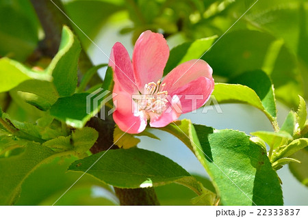 カリンの花 22333837