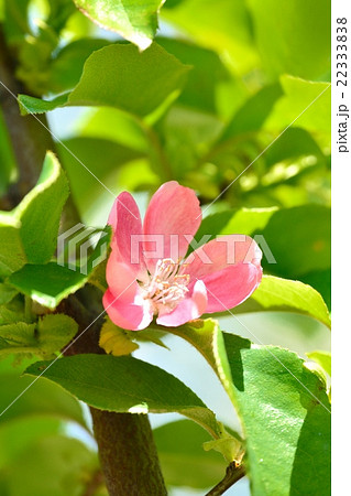 カリンの花 22333838