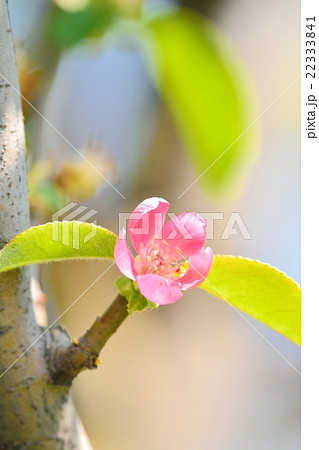 カリンの花 カリンの花 22333841