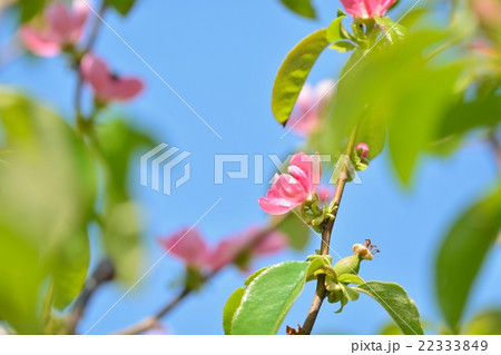 カリンの花 22333849