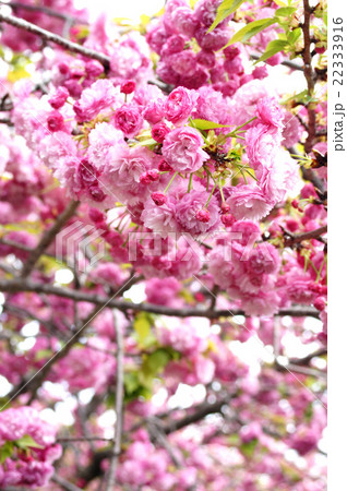 大阪・造幣局の桜“松前紅紫” 大阪・造幣局の桜“松前紅紫” 22333916