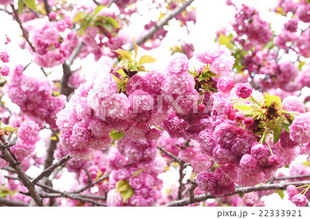 大阪・造幣局の桜“松前紅紫” 22333921