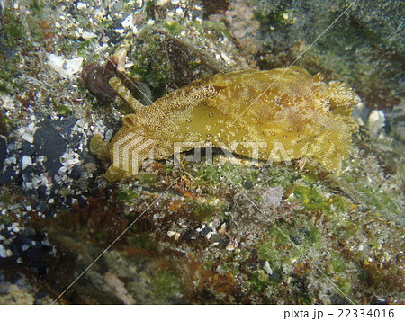 アメフラシ 22334016