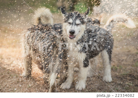 siberian husky puppy shakes the water off its coat 22334082