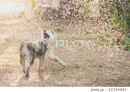 siberian husky puppy shakes the water off its coat 22334083
