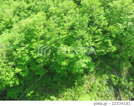 葉 新緑 風景 背景 葉 新緑 風景 背景 22334181