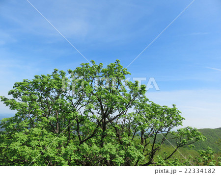 葉 新緑 風景 背景 葉 新緑 風景 背景 22334182