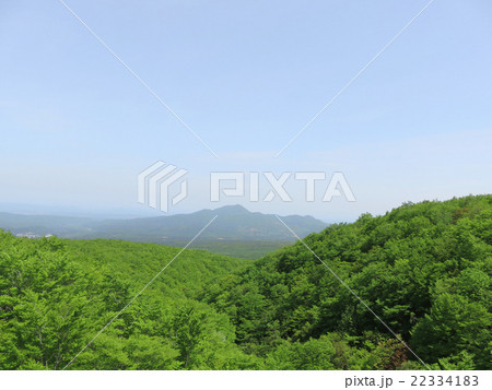 葉 新緑 風景 背景 葉 新緑 風景 背景 22334183
