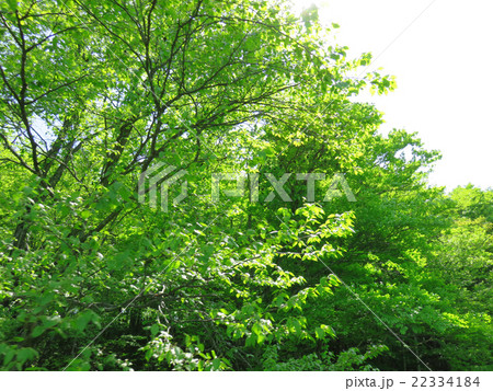 葉 新緑 風景 背景 葉 新緑 風景 背景 22334184