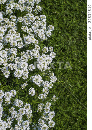 Iberis sempervirens - white flowers in garden 22334310